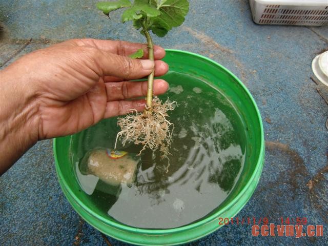 天竺葵扦插(花友手把手图解)