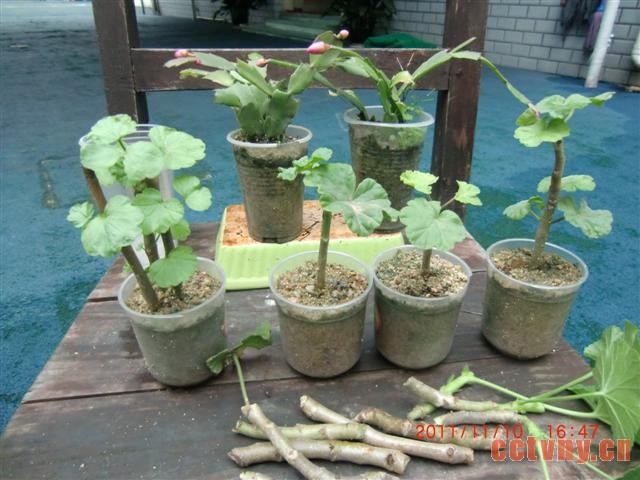 天竺葵扦插(花友手把手图解)