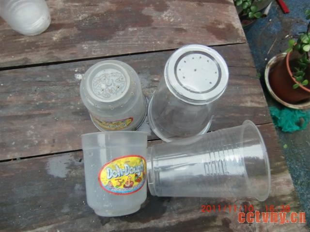 天竺葵扦插(花友手把手图解)