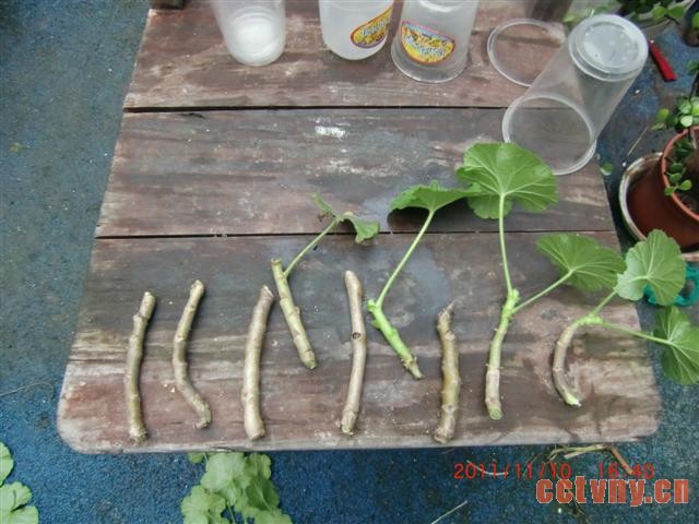 天竺葵扦插(花友手把手图解)