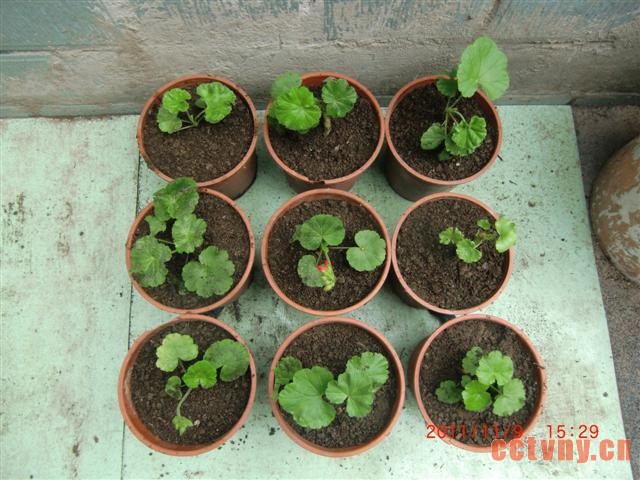 天竺葵扦插(花友手把手图解)