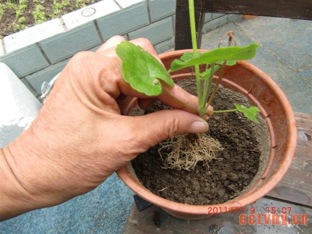 天竺葵扦插(花友手把手图解)