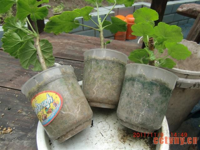 天竺葵扦插(花友手把手图解)