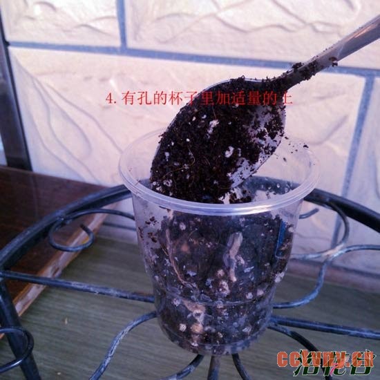 天竺葵水插生根移栽图解