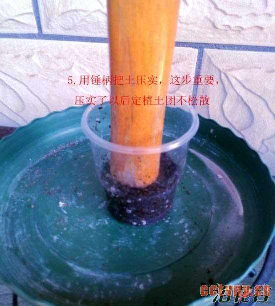 天竺葵水插生根移栽图解