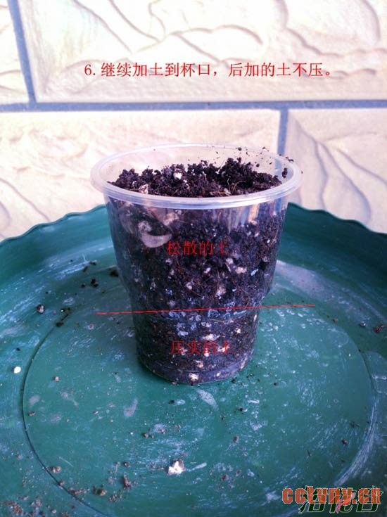 天竺葵水插生根移栽图解