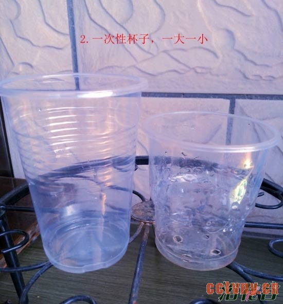 天竺葵水插生根移栽图解