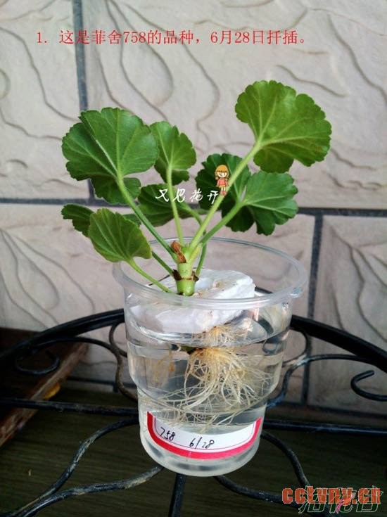 天竺葵水插生根移栽图解