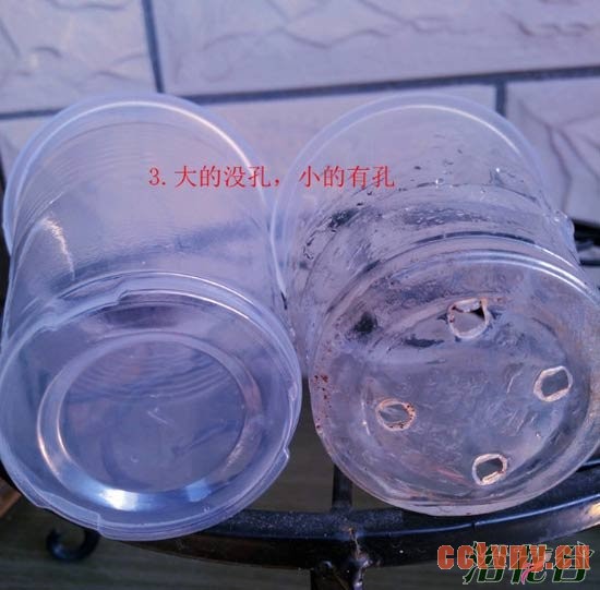 天竺葵水插生根移栽图解