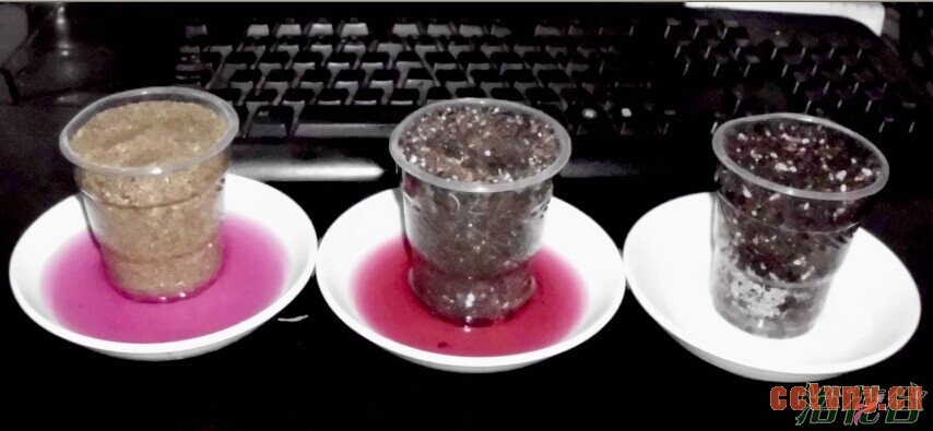 天竺葵浇水&mdash;&mdash;夏季版