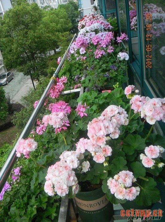 天竺葵怎么养(花友经验)