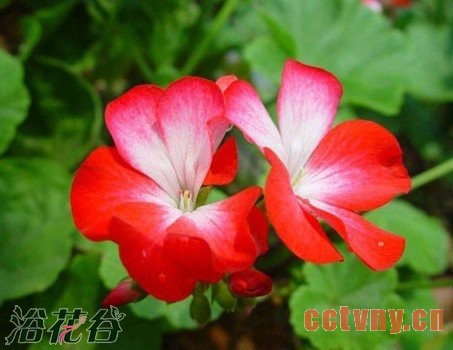 使天竺葵花开不断的方法