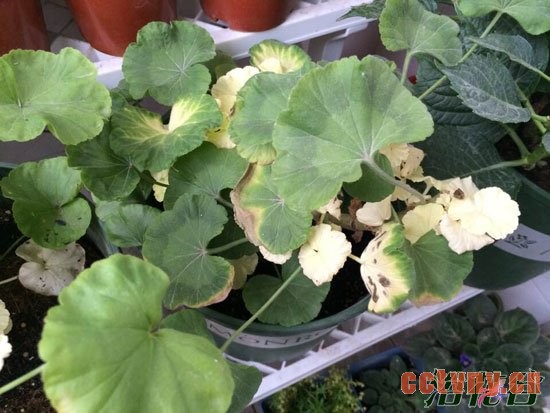 天竺葵夏季黄叶的问题分析