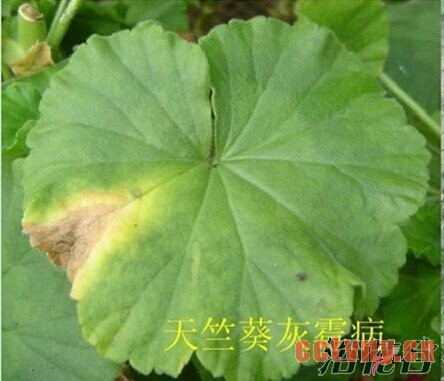 天竺葵夏季黄叶的问题分析