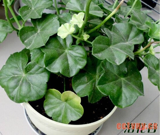 天竺葵夏季黄叶的问题分析