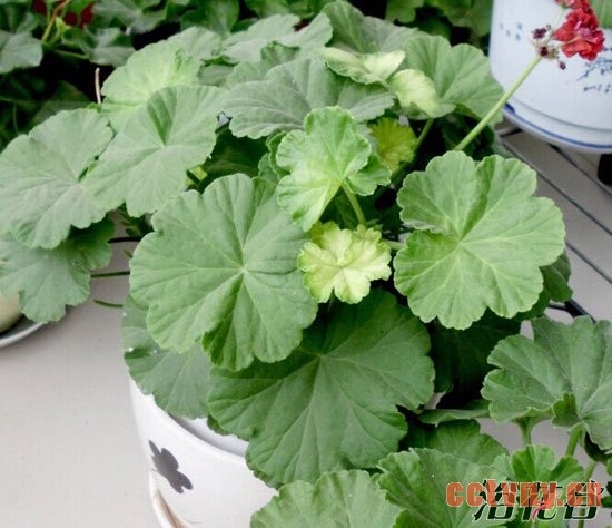 天竺葵夏季黄叶的问题分析