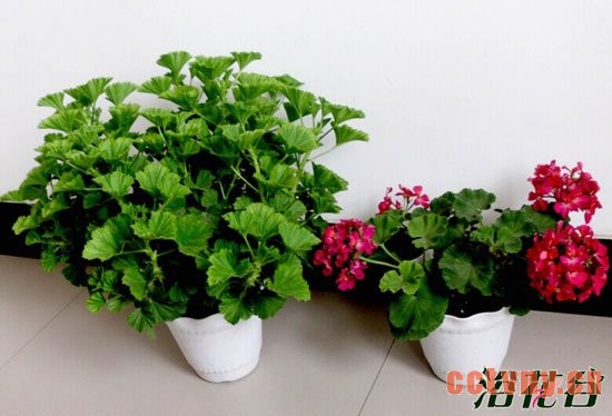 天竺葵夏季黄叶的问题分析