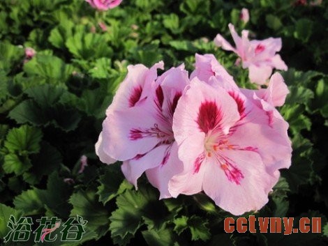 天竺葵养殖的每月管理方法