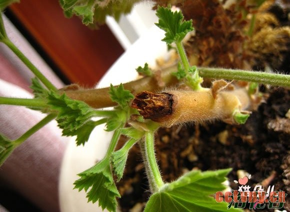 天竺葵修剪要防止切口坏死