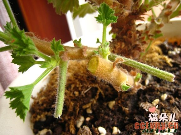 天竺葵修剪要防止切口坏死