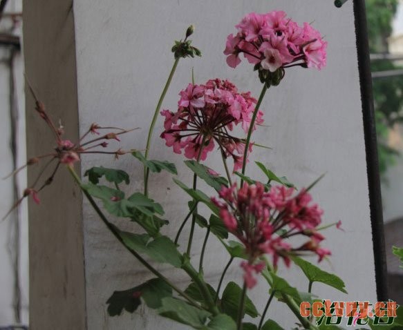 天竺葵有种子吗