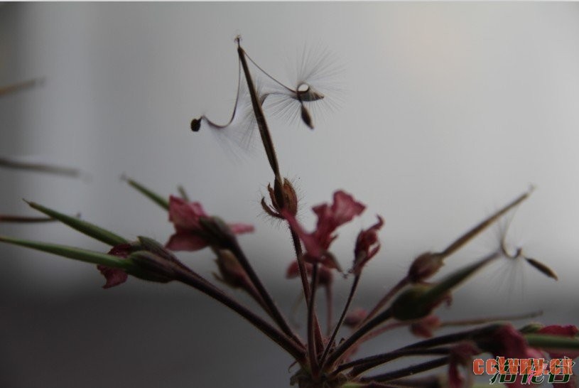 天竺葵有种子吗