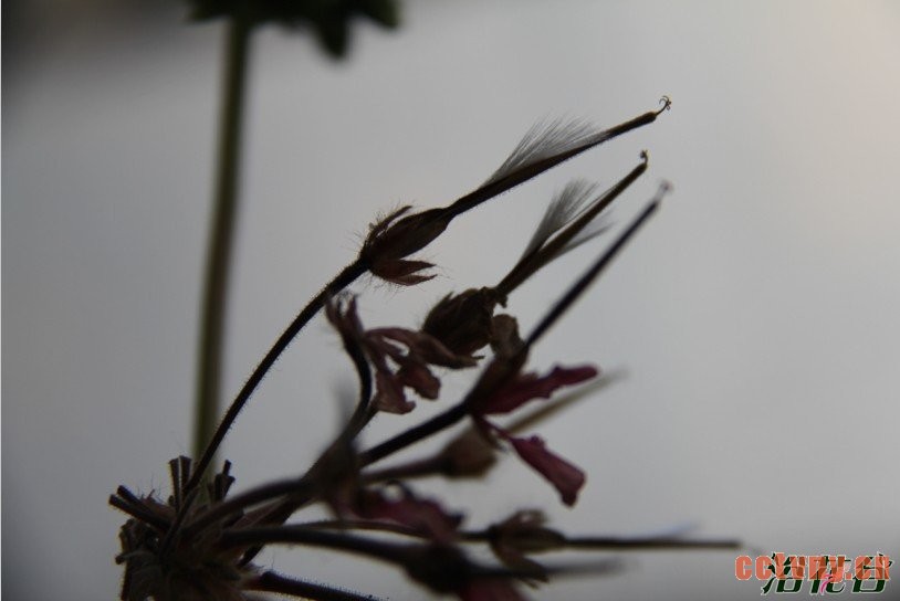 天竺葵有种子吗