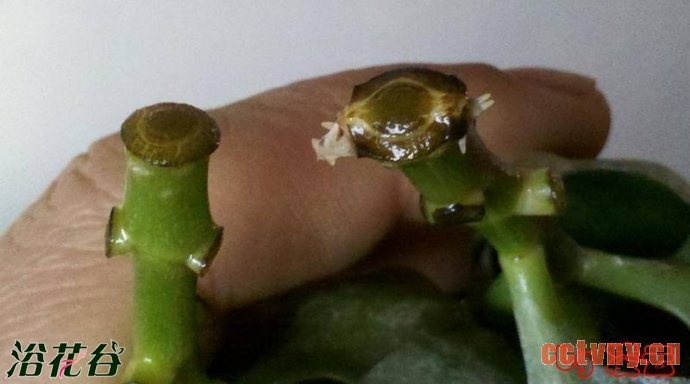 天竺葵的扦插_插扦枝条应该这样切