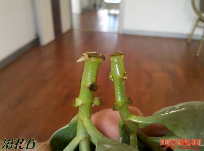 天竺葵的扦插_插扦枝条应该这样切