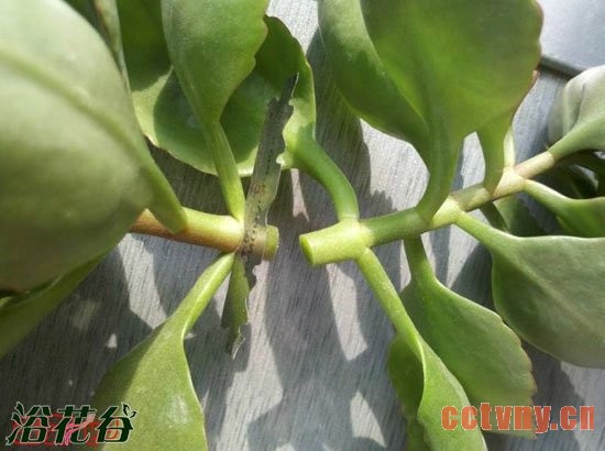 天竺葵的扦插_插扦枝条应该这样切