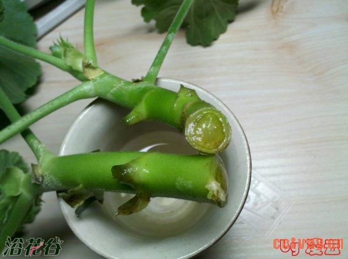 天竺葵的扦插_插扦枝条应该这样切