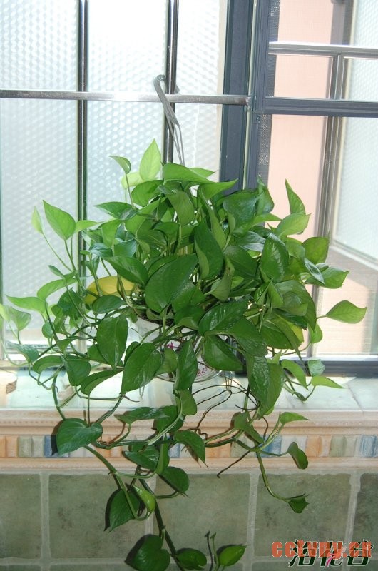 绿萝怎么养长得快