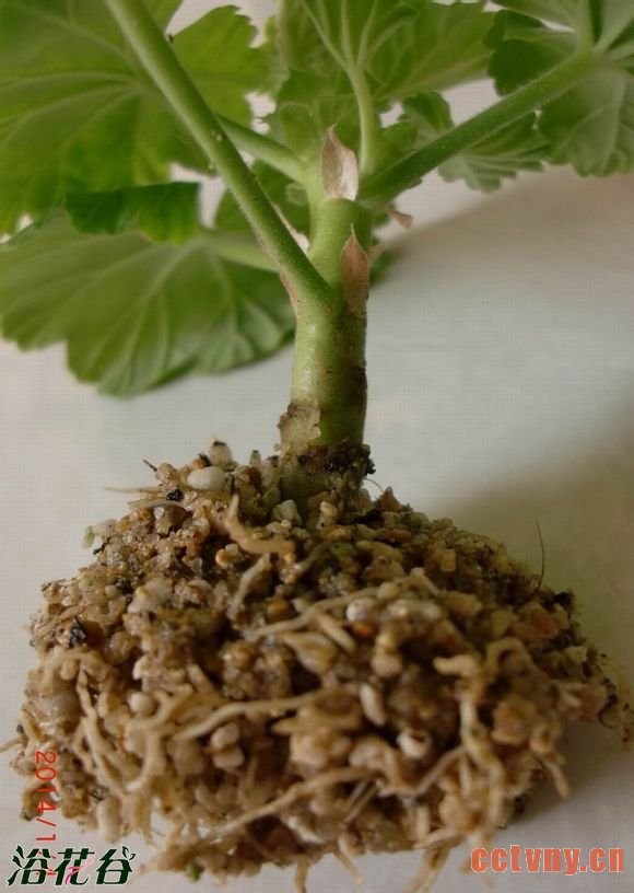 天竺葵扦插高成活率方法