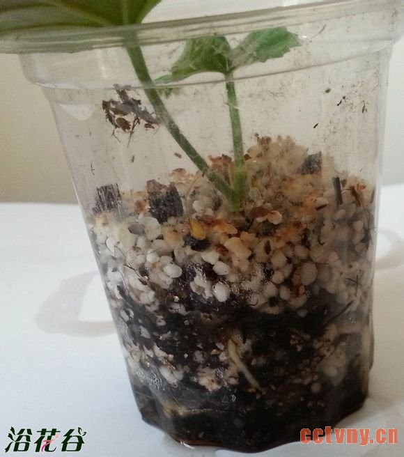 天竺葵扦插高成活率方法