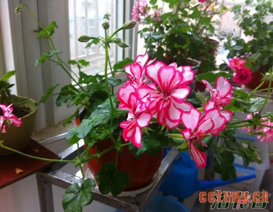 天竺葵种植(花友总结)