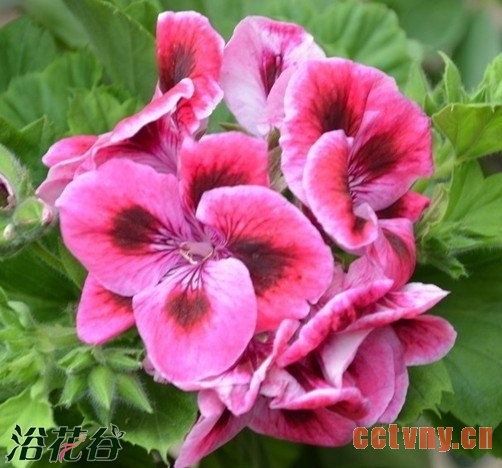 盆栽天竺葵控冠和延长花期的关键措施