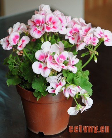 秋季如何养天竺葵