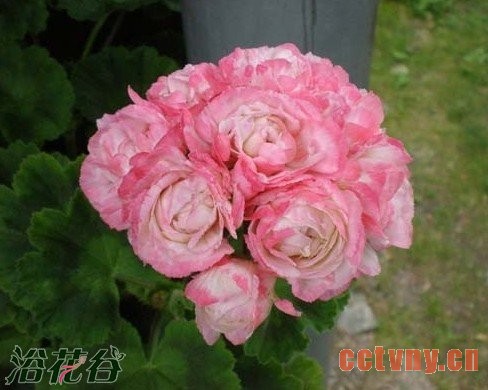 摘译自菲舍美国的天竺葵养护资料