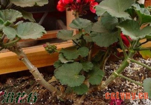 老天竺葵的复壮方法（经验）
