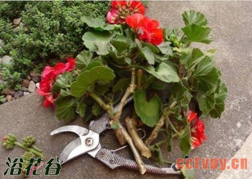 老天竺葵的复壮方法（经验）