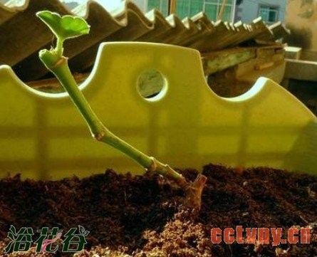 老天竺葵的复壮方法（经验）