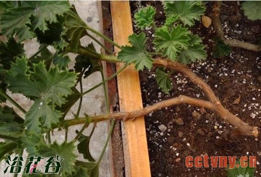 老天竺葵的复壮方法（经验）