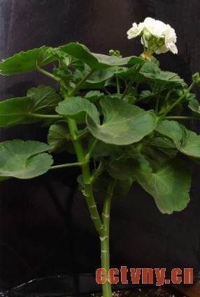 老天竺葵的复壮方法（经验）