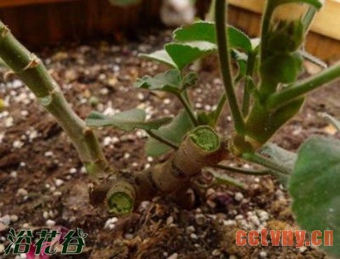 老天竺葵的复壮方法（经验）