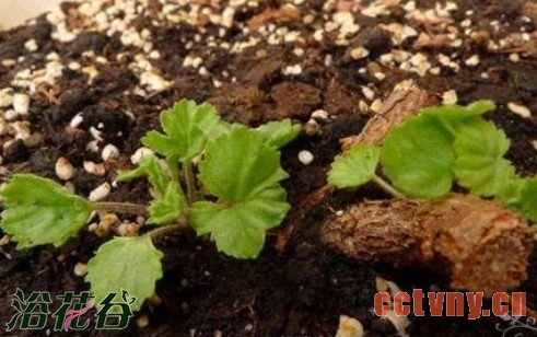 老天竺葵的复壮方法（经验）