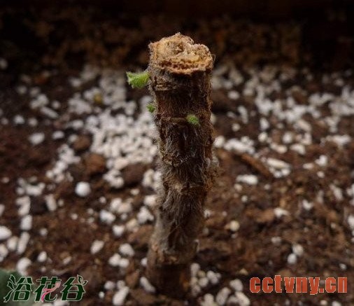 老天竺葵的复壮方法（经验）