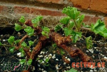 老天竺葵的复壮方法（经验）