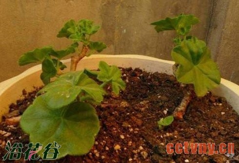 老天竺葵的复壮方法（经验）