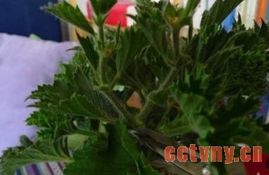 天竺葵越冬生长需求及应对天竺葵退化