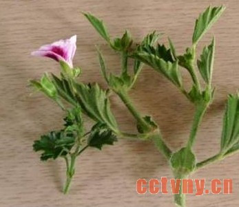 天竺葵越冬生长需求及应对天竺葵退化